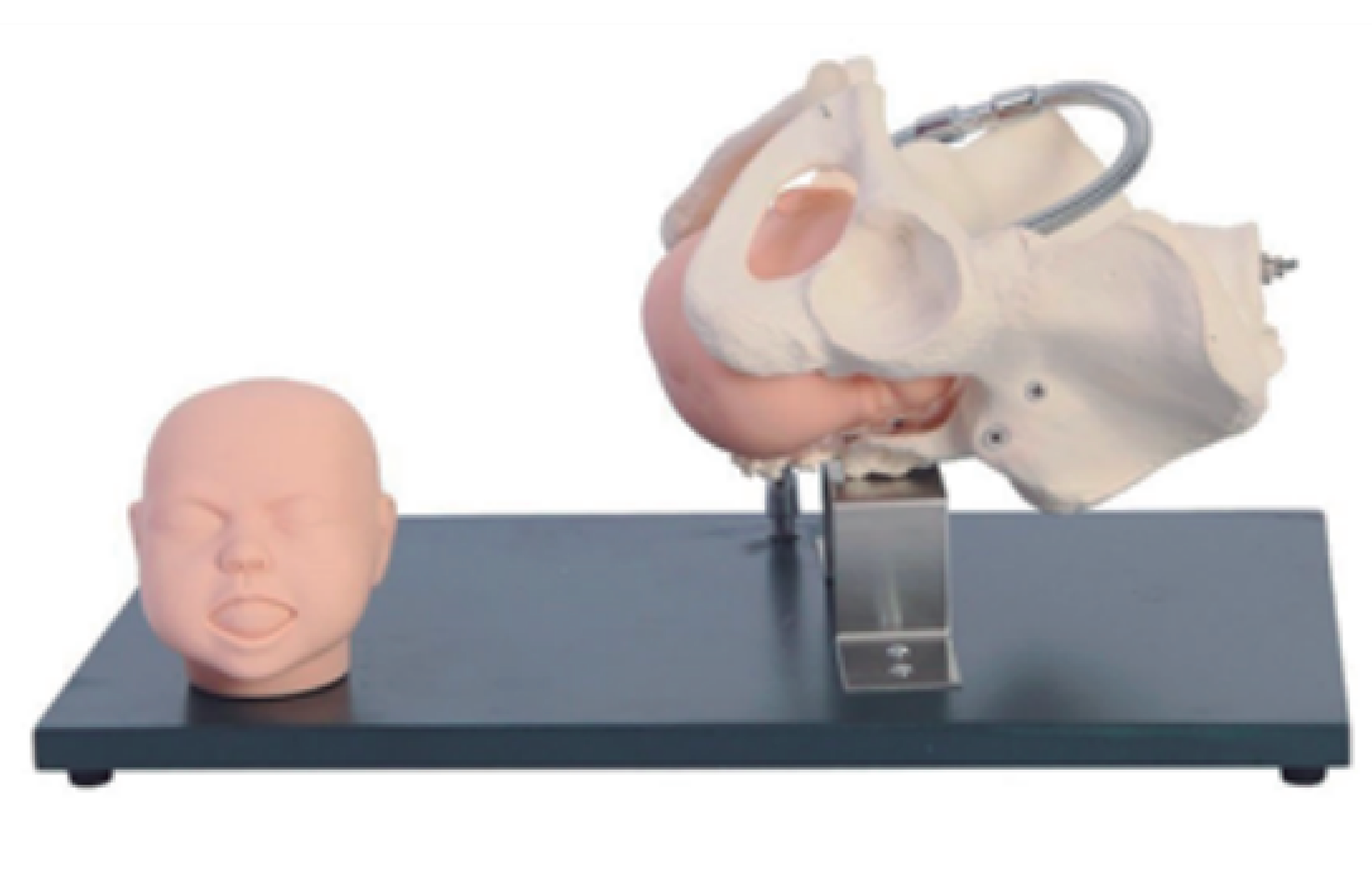 MF023 分娩示教模型